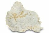 Agatized Fossil Coral Slab - Florida #250931-1